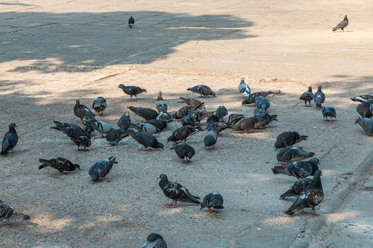 A flock of pigeons on the ground on a sunny day.l