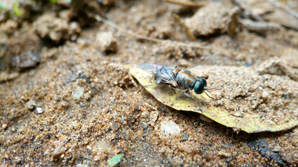 Eumerus  fly