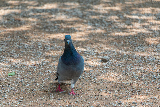 Pigeon on the ground in the park on a sunny day