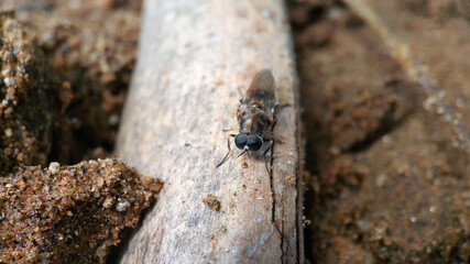 Eumerus  fly