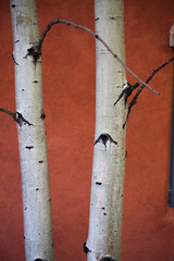 White Birch Bark on a Tree