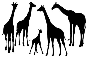 Giraffes silhouettes on white background