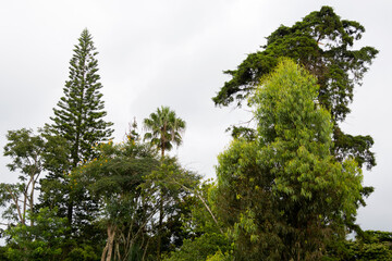 Trees in an urban area of ​​Guatemala City, a small green space with a cloudy sky at sunset, a source of oxygen and a home for birds.