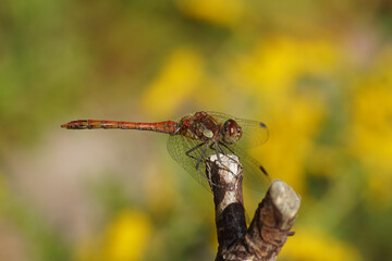 Common darter (Sympetrum striolatum), family Libellulidae resting on a branch in a Dutch garden....