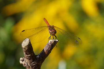 Common darter (Sympetrum striolatum), family Libellulidae resting on a branch in a Dutch garden....