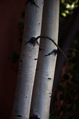 White Birch Bark on a Tree