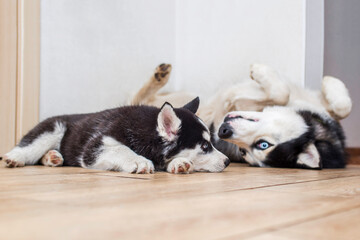 Portrait two husky dogs resting at home on floor. Husky and husky puppy lie on the floor and look at each other