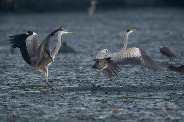 Grey Heron territorial fight at Tubli Bay, Bahrain