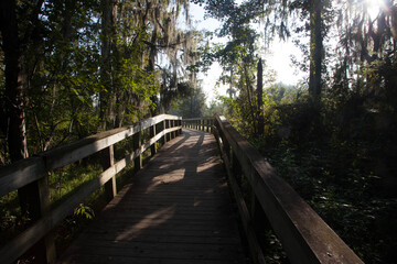 Wooden walkway by Spanish Moss