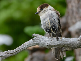 Canada jay looking down from perch on branch 