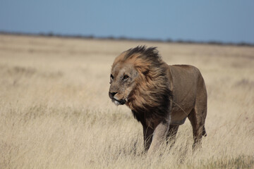 Beautiful shot of a king lion in a park - obrazy, fototapety, plakaty