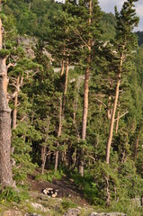 forest in the mountains