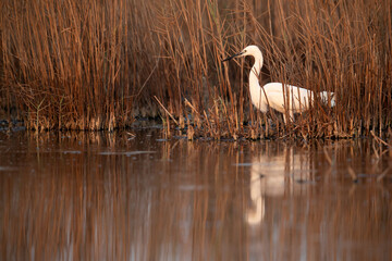 Intermediate Egret at Asker Marsh, Bahrain