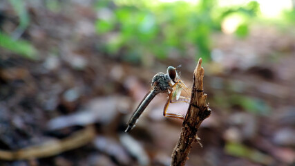 Ommatius fly