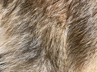 Dog fur