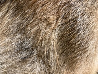 Dog fur