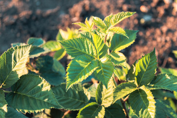 green leaves of a tree