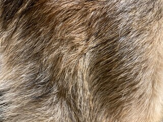 Dog fur