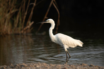 Intermediate Egret at Asker Marsh, Bahrain