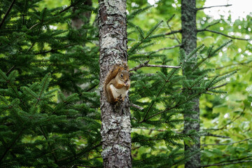 squirrel on tree
