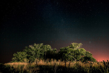 Fototapeta na wymiar Starry sky and Summer meadow with trees. Summer night. The milky way over the field.