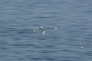 Flock of Dunlins in flight at Eker creek, Bahrain. A shot taken by panning technique