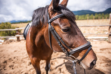Fototapeta premium Horse in Bridle