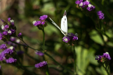 Cabbage white butterfly with black dots on its wings sits on a pink limonium flower and collects pollen. Pieris brassicae butterfly