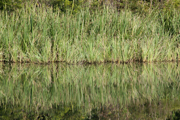 Still lake with reflections