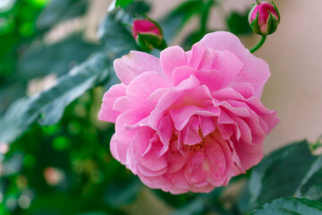 Pink flower rose. Hello spring