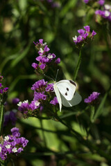 Cabbage white butterfly with black dots on its wings sits on a limonium flower and collects pollen....