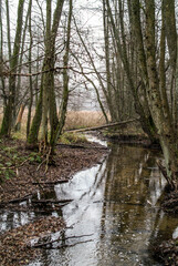 river in the forest