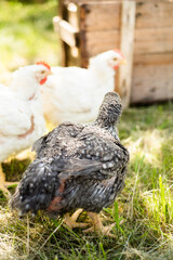 Hens feed on the traditional rural barnyard at sunny day. Chickens sitting in henhouse. Close up of chicken standing on barn yard with the chicken coop. Free range poultry farming