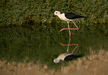 Black-winged Stilt and beautiful reflection, Hamala , Bahrain