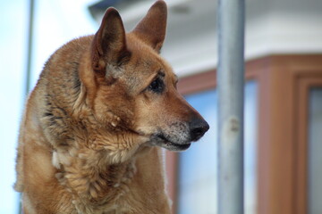 portrait of a german shepherd
