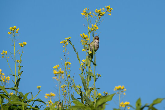 Common Whitethroat singing in rapeseed in the Netherlands.