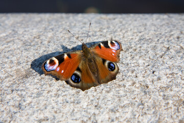 splendid Peacock butterfly, Inachis io, resting in the sun on a stone