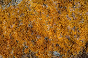 Natural beautiful patterns / Lichen on stones