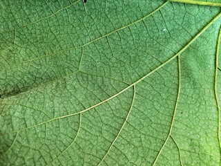 Texture of grape leaf
