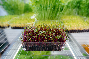Juicy and young sprouts of micro greens in the greenhouse. Growing seeds. Healthy eating