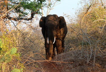 Fototapeta premium Elephant waiting to Attack