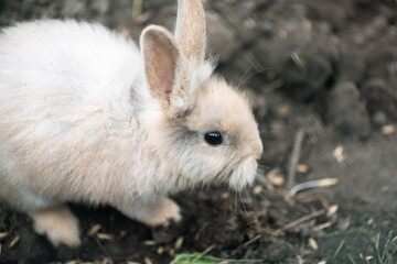 A small white rabbit close up.