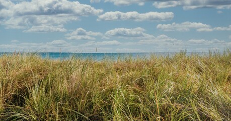 panorama shot of the Baltic Sea beach with dune grass
