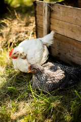 Hens feed on the traditional rural barnyard at sunny day. Chickens sitting in henhouse. Close up of chicken standing on barn yard with the chicken coop. Free range poultry farming