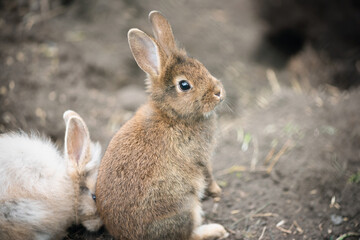 A two rabbits in the zoo close up.