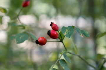 rosehip plant in a forest.