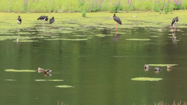 F&uuml;nf Schwarzst&ouml;rche (Ciconia nigra) am Edersee