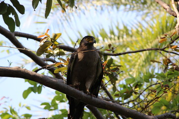 Serpent Eagle sitting on a tree