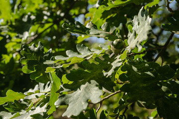 green acorn bunch in oak tree