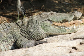 crocodile by the river